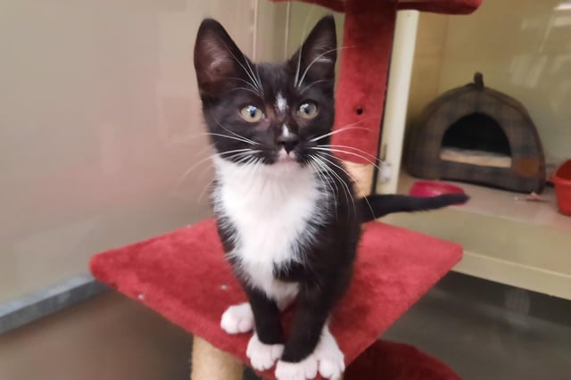 Pixie the kitten was abandoned in Falkirk