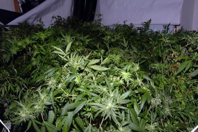 Cannabis plants were found in three properties. Pic: National World
