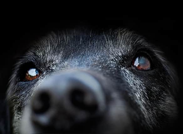Research has shown which dog breeds are most likely to live to a ripe old age.