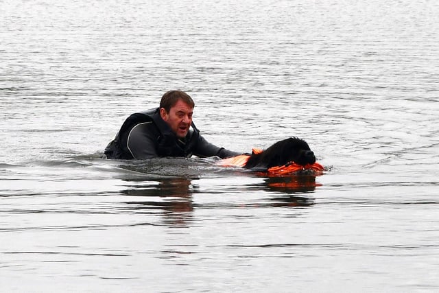 Scottish Newfoundland Club water rescue - Kano take to the Helix lagoon to rescue owner Stevie Arthur.