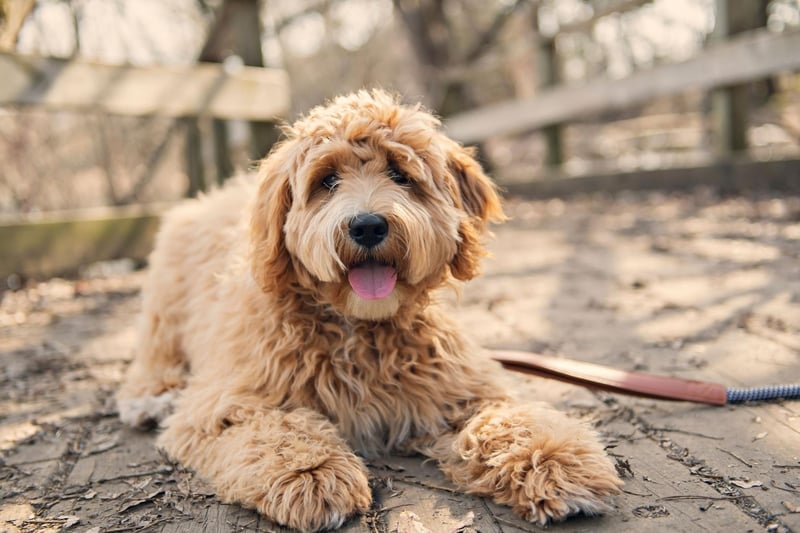 While the Labradoodle is not yet recognised as a breed by the Kennel Club, this could change. Many pedigree dogs started life as crossbreeds and some breeders of Labradoodles are attempting to establish the breed standard, regulations and ethical requirements required.