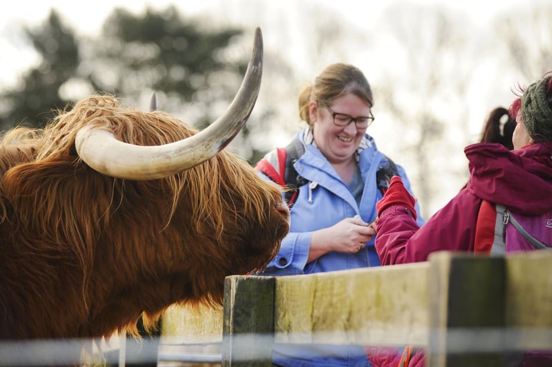 This highland cow wanted to get in on the act and made sure no one would ignore him.