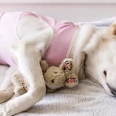 The Scottish SPCA is appealing for people to donate warm blankets for its rescue animals. Pic : Adobe