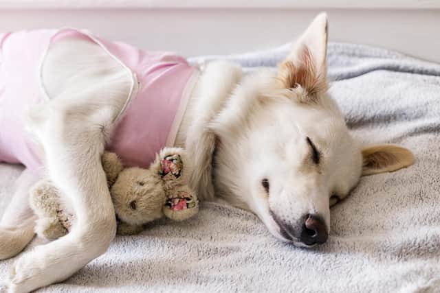 The Scottish SPCA is appealing for people to donate warm blankets for its rescue animals. Pic : Adobe