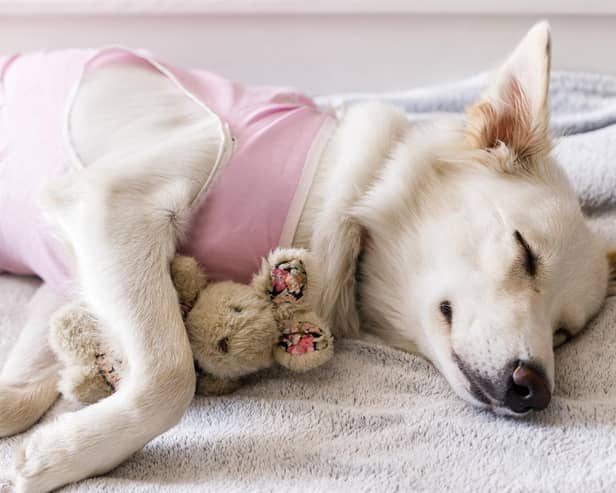 The Scottish SPCA is appealing for people to donate warm blankets for its rescue animals. Pic : Adobe