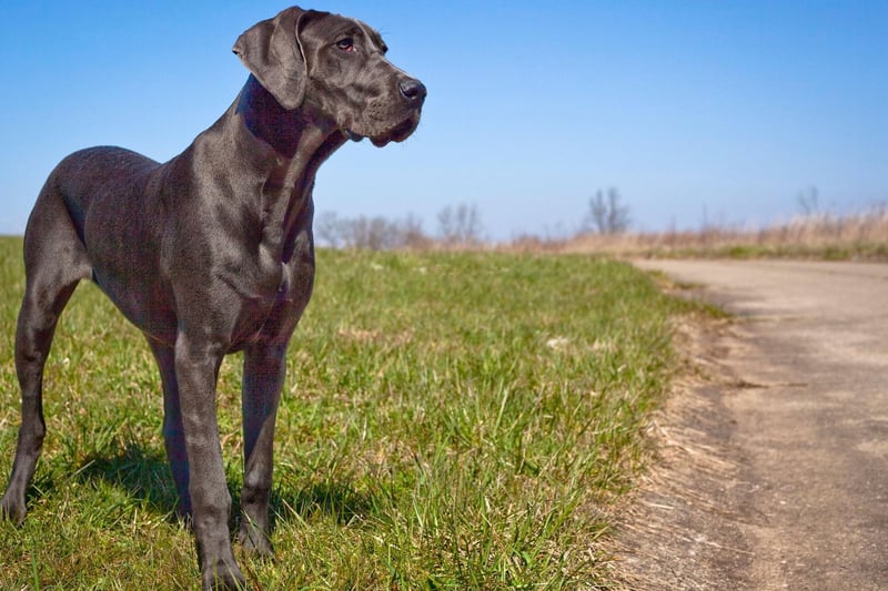 A gentle giant, the Great Dane is one of the world's largest dogs, but thay have a very sweet nature and get on particularly well with children. A total of 772 were Kennel Club registered last year.