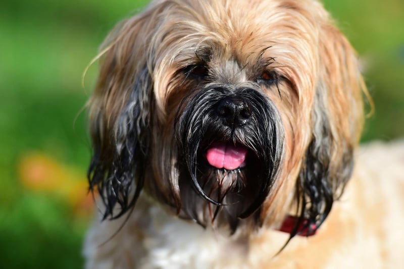 The Lhasa Apso is a particularly unusual breed when it comes to timidity. While male Lhasos are usually playful and full or fun, the females are often shy and easily spooked - needing to be treated with great delicacy.