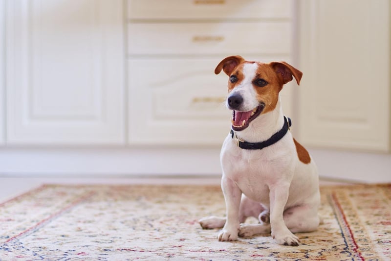 One of the most popular breeds of small dog, the Jack Russell is a lively and fun pet. They have a real independent streak though, which often manifests in them refusing to respond to comands - preferring to do what they like.