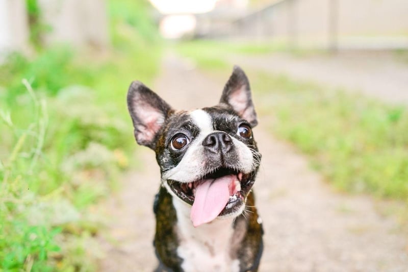 The Boston Terrier shouldn't take must convincing to pop out for the toilet. Any lingering stubborness can be sorted out with treats.