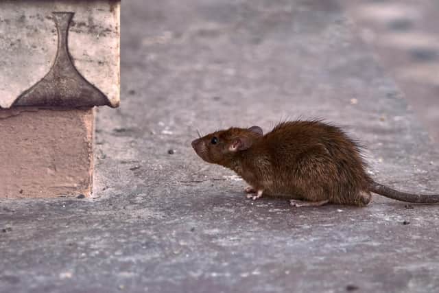 Councillors said they had reports of rats and mice across their communities