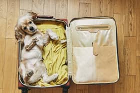 Packing your pup for a holiday? Here are a few tips to make it as stress-free as possible.
