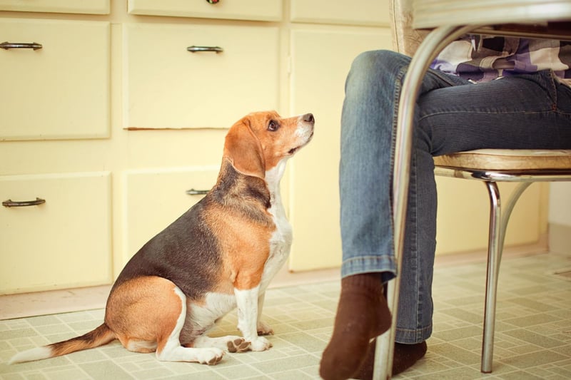 It's very difficult to resist a begging Beagle - they use their cuteness as an effective weapon in the battle for snacks.