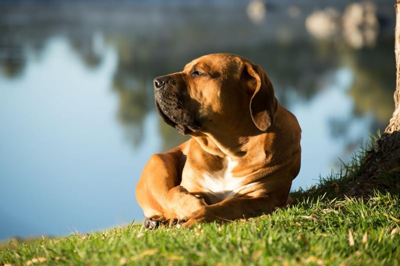The Boerboel breed of dog is loyal, intelligent and calm in nature, especially with children. They are not suitable for first-time dog owners though, as they can be a challenge to train.