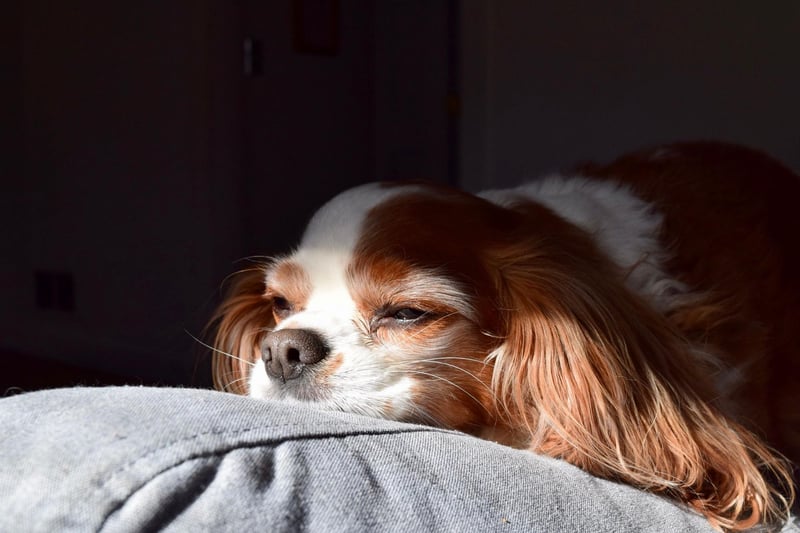 A couple of laps of the living room is often enough exercise for a Cavalier King Charles Spaniel - then a quick nap on the couch to recover.