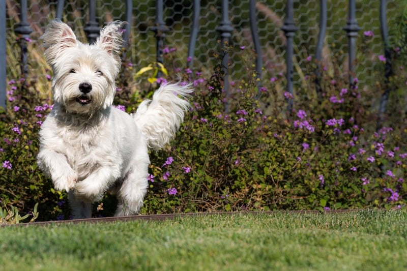 West Highland Terriers are at their most excitable when they are young and, while some grow out of it, many don't. All Westies need plenty of walks and games to keep them healthy and happy.