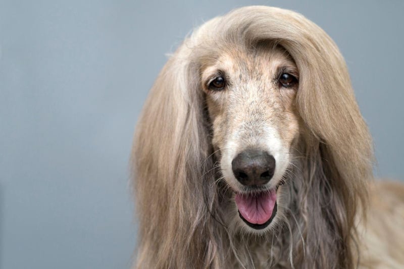 The challenges of being the owner of an elegant Afghan Hound are two-fold. Firstly, that long flowing hair needs a serious amount of grooming. Secondly they are one of the least intelligent dogs so are a challenge to train.