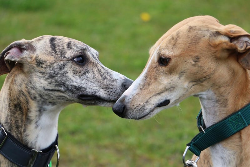 A lovely name for a lovely breed of dog - Belle comes fourth in our list. It's a French name meaning 'beautiful'.