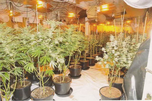 Large cannabis farms in local properties are often a sign organised crime has spread into the area