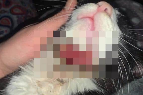 Rudey the kitten was discovered with gruesome a gruesome throat injury. Other 3rd Party.