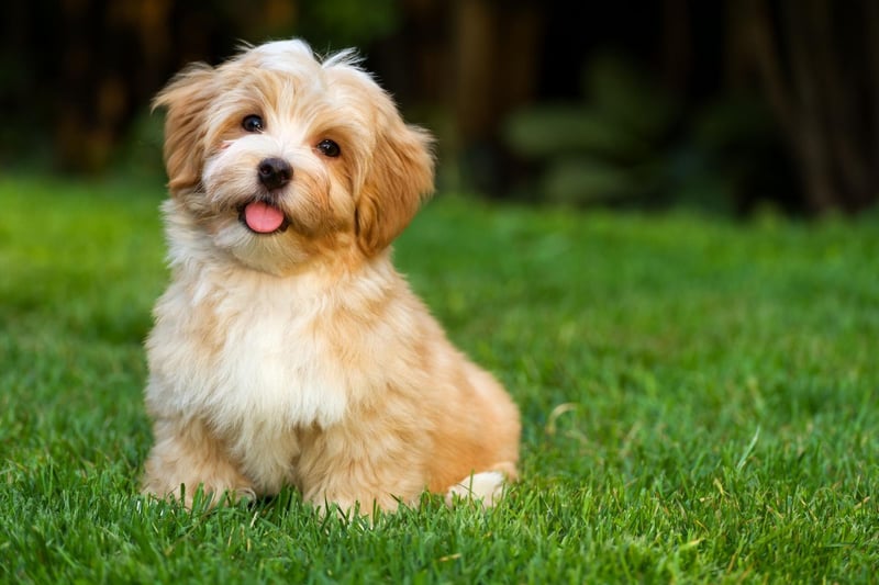 Many small dogs are quite effective at guarding homes, being vocal and potentially aggressive. That's not the case with the Havanese which is one of the least yappy small dogs. It often seems their sole aim in life is to find a lap - any lap - to curl up in.