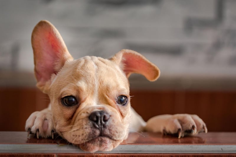 The French Bulldogs' ancestors were used to keep workers in Nottingham lacemaking factories warm. The small dogs curled up in the workers' laps - acting like hot water bottles.