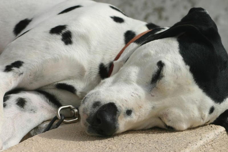 In Regency England, the Dalmatian was bred to be a coach dog - tasked with running alongside carriages and protecting the horses and passengers from dangers including highwaymen. It earned them the nickname the Spotted Coach Dog.
