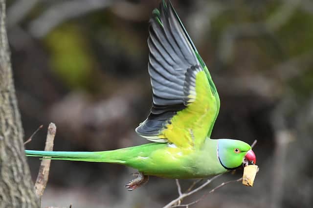 A parakeet has been sighted in a fruit tree in Stenhousemuir. Picture: John Devlin.