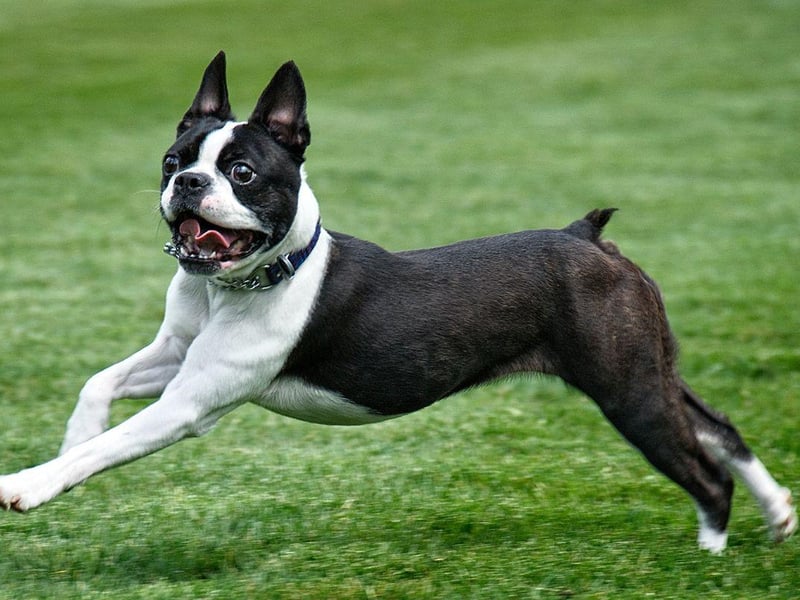 The Boston Terrier has seen its popularity increase by an impressive 889 per cent since 1997. Originally bred to be fighting dogs, they now make wonderful companion animals.
