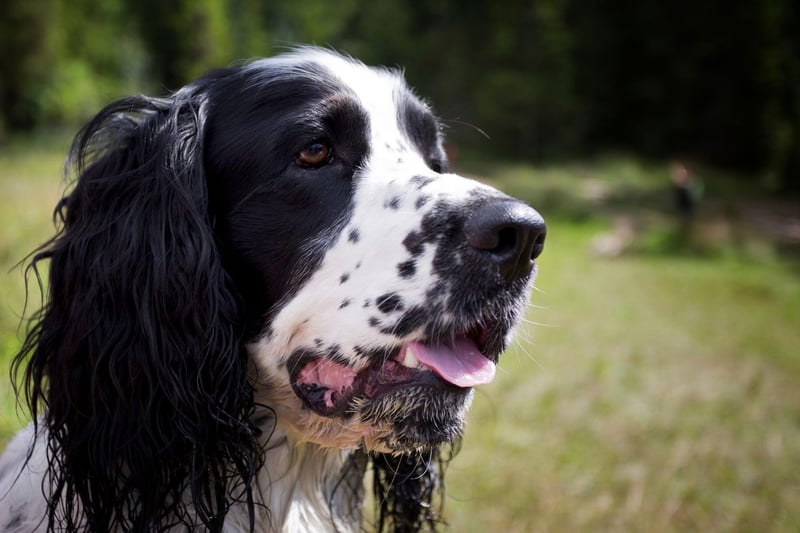 You can expect a lively Springer Spaniel to live around 11.92 years.