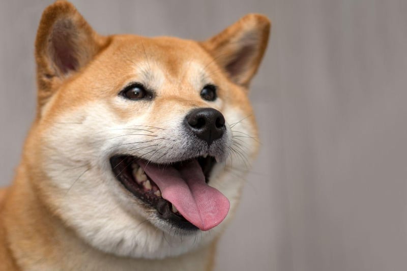 The most cat-like of dog breeds, the Shiba Inu is loving but also equally happy to entertain themselves.