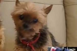 Yorkshire terrier Skye was last seen on Wednesday morning and there are now fears she may have been taken