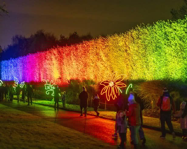 Christmas at the Botanic 2023

Rainbow Hedge is a towering  showstopper at Christmas at the Botanics 2023. Photo by Phil Wilkinson/Christmas at the Botanics