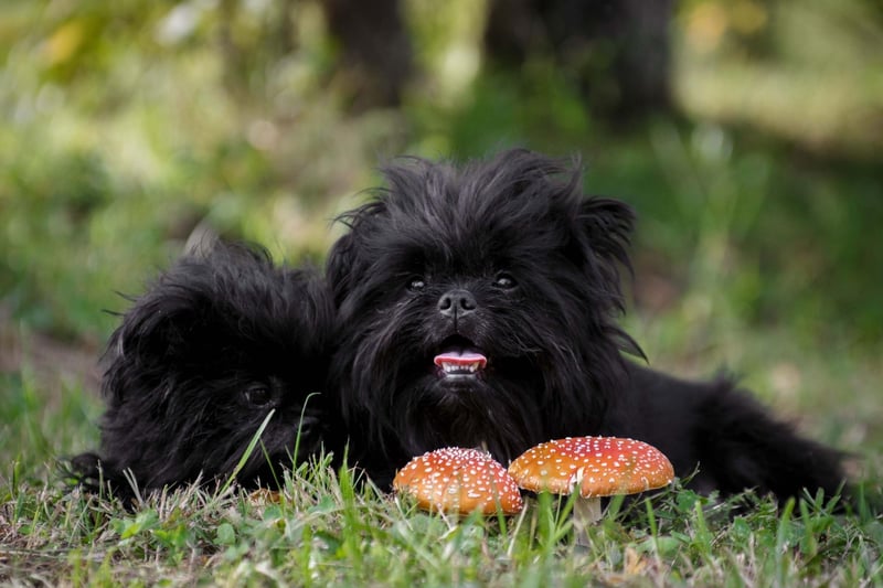 Another small breed that can suffer from separation anxiety, the Affenpinscher simply loves its owner so much that it hates to see them go. Leave them alone for long and you may well come home to a mess on the carpet as stress takes over.