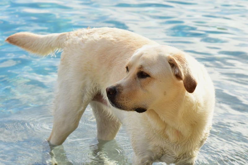 The Labrador Retriever is the world's most popular dog and are a jack of all trades when it comes to search and rescue duties - being strong swimmers, fast runners, and able to track well. They are particularly good in disaster recovery situations.