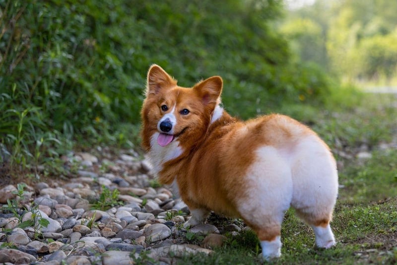 Like the Dachshund, both types (Pembroke and Cardigan) of Welsh Corgi have such short legs that they can be easily exercised in even small spaces - while just a moderately-paced trip to the park is likely to wear them out for the evening.