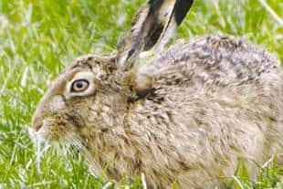 Hare coursing is just one example of wildlife crime
