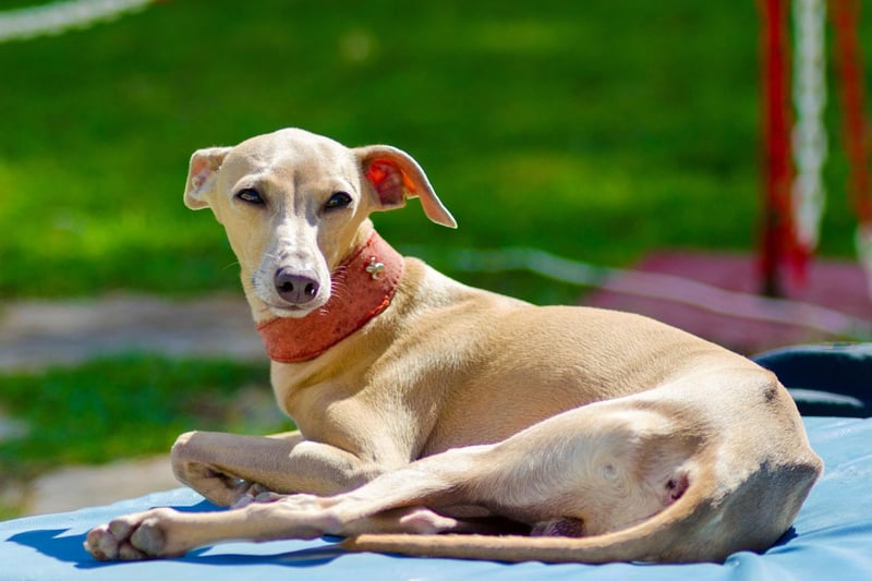 With barely an ounce of fat and a wafter-thin coat, the Italian Greyhound (and the larger Greyhound for that matter) are precision-tooled for high temperatures.