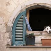 These are the breeds of dog that will hit you hardest in the pocket following surging prices in recent years.