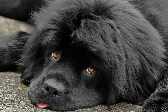 Many of the larger, heavier breeds of dog shouldn't be encouraged to run too often as it can lead to joint issues. The Newfoundland is one such dog that is happy to plod along for long distances but should be left to travel at their own speed - particularly in warm weather.