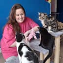 Becky Donnelly with some of the cats who have a new home in the cafe.  (Pic: submitted)