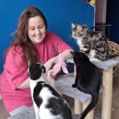 Becky Donnelly with some of the cats who have a new home in the cafe.  (Pic: submitted)