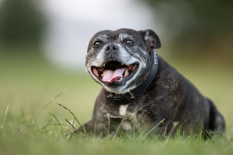 A breed that has become increasingly popular in recent years, the Staffordshire Bull Terrier has an average lifesspan of 11.33 years.