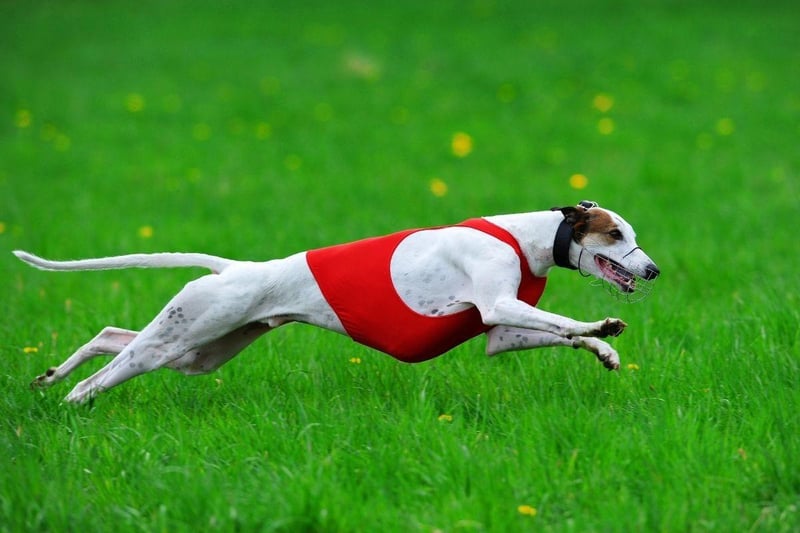 It probably comes as no surprise that the fastest breed of all is the Greyhound. They are born to run, although are surprisingly lazy the rest of the time, and have an incredible top speed of 45mph.