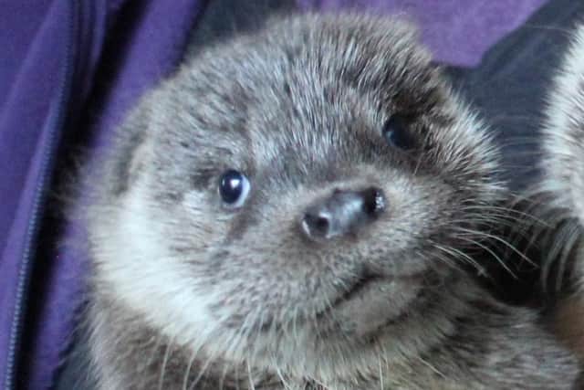 The otter pup was snared in the Carron Valley