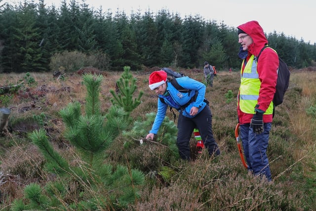 The removal of the re-established trees is important in maintaining the raised bog.
