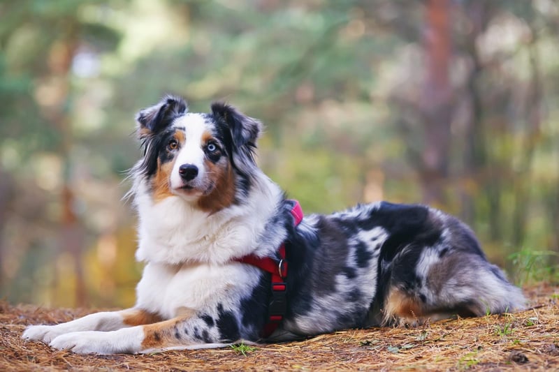 As the name suggests, Australian Shepherds were originally bred to herd sheep. One way they did this was to nip at the feet of the sheep, and its behaviour that they can now  exhibit when young children are running around.