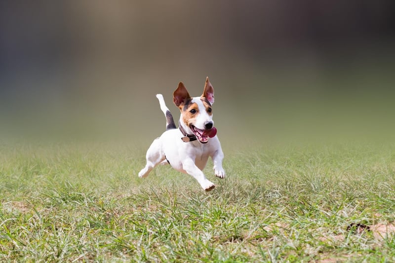 The last of the terriers on our list, the tiny Jack Russell is a contender for the most energy per pound of pup. If they don't get anough exercise then that energy has to go somewhere - mainly barkng and jumping around for the slightest tiny reason.