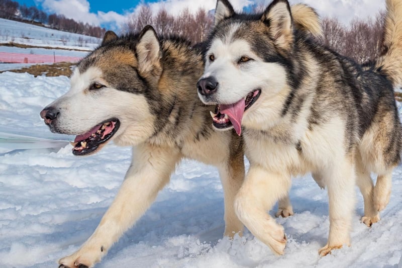 Bred to pull sleds huge distances over frozen tundra, the Alaskan Malamute has a strong work ethic and independent spirit that's not conducive to snuggling up on the sofa for an evening watching television.