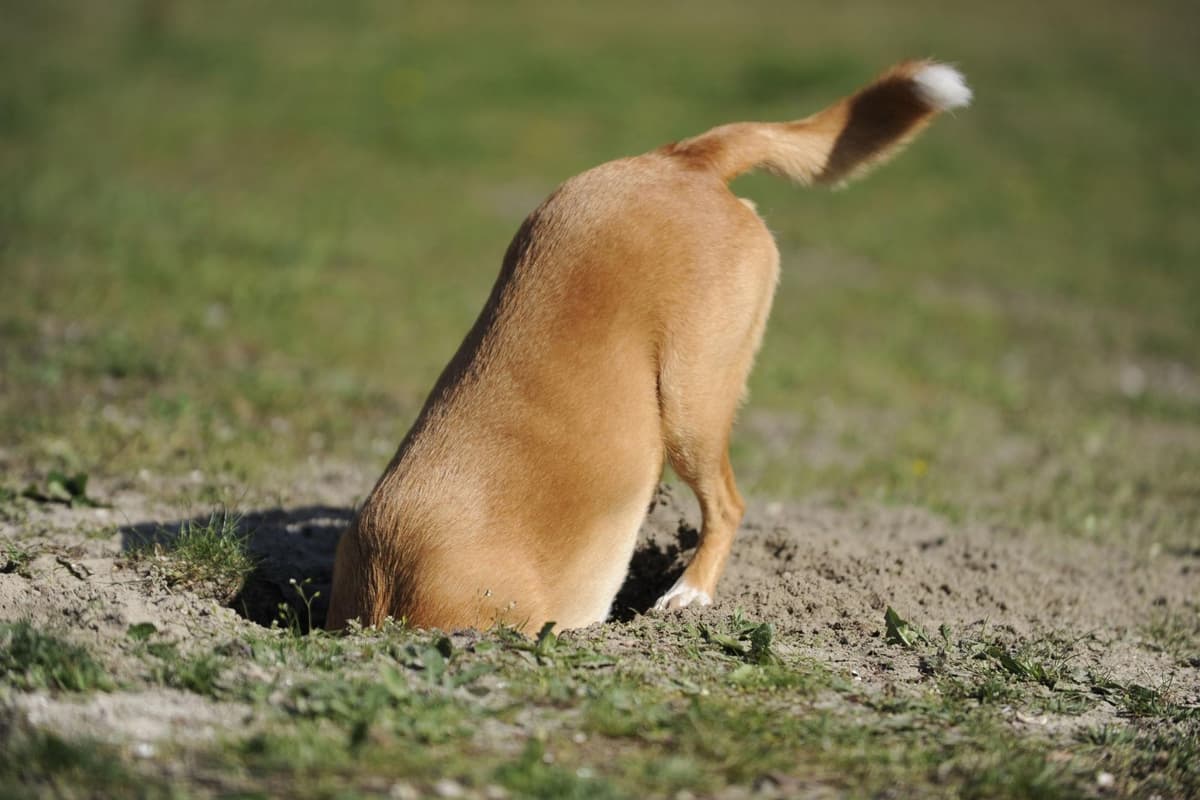 Diging Dog Dogs That Dig: Here are 10 breeds of adorable dog that love to dig
