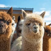 Here are 11 places you can enjoy trekking with adorable alpacas.